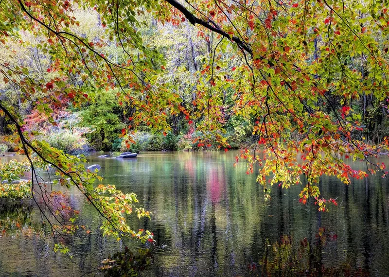 Branches On the Edge of the River Puzzel 1000 stukjes from Alipson Puzzle, Multicolour edition – box