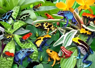 Puzzle Fun Frogs - 500 à 999 pièces de Alipson Puzzle – boîte 1 sur 2