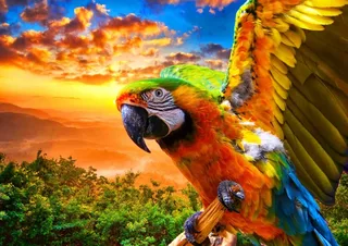 Puzzle Parrot - 1000 pièces from Bluebird Puzzle – box 1 of 2
