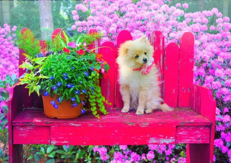 Puzzle Puppy in the Colorful Garden - 500 à 999 pièces van Bluebird Puzzle – doos 1 van 2