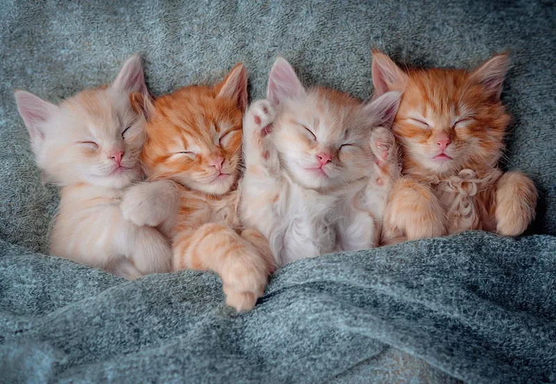puzzel katten - 1000 stukjes legpuzzel dieren. van Castorland, editie Meerkleurig – doos