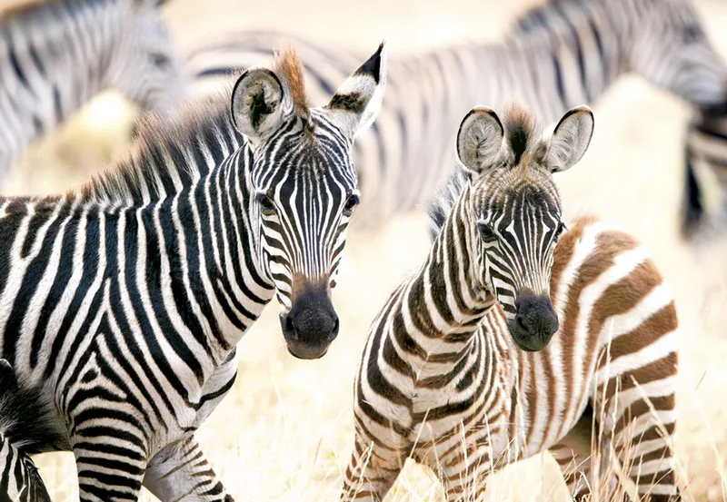 puzzel Young Zebras - 1000 stukjes legpuzzel. van Castorland, editie Meerkleurig – doos