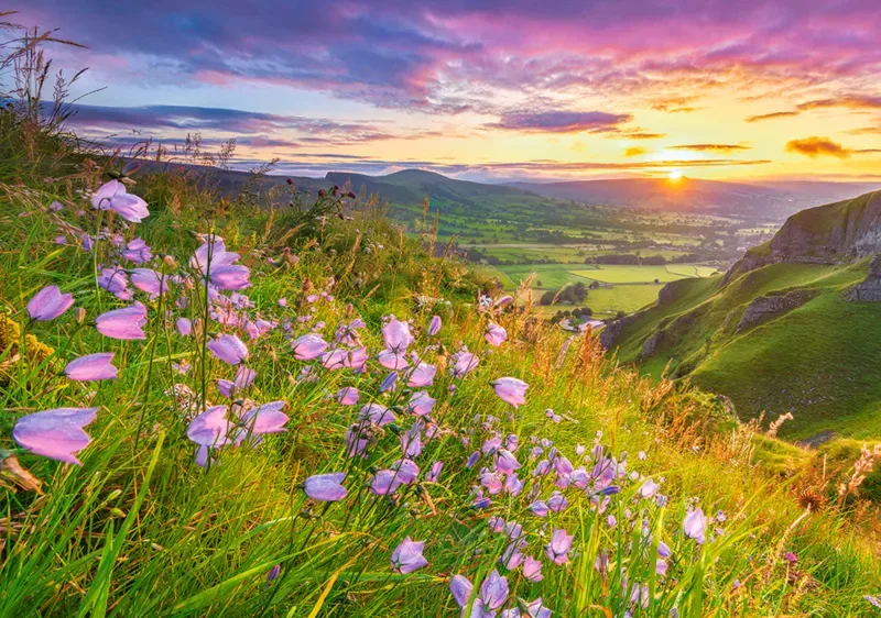 Puzzle Harebells at Sunrise - 500 bis 999 Teile von Castorland – Schachtel