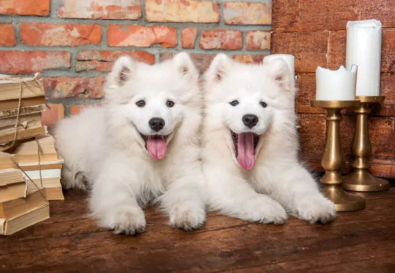Puzzle Les Chiots Samoyèdes Disent Bonjour - 1000 pièces de Castorland – boîte