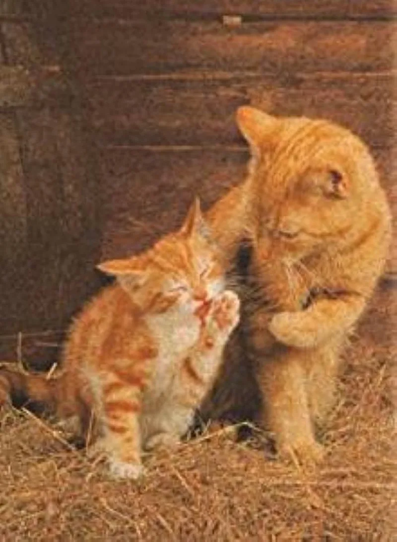 Legpuzzel - Kurk - 500 stukjes - Ginger Cats van Clementoni, editie Rood – doos