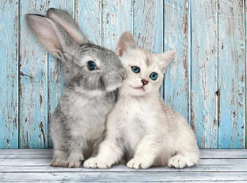 Puzzel - 500 stukjes - Kitten en konijn - High Quality Series van Clementoni, editie Multi kleur – doos