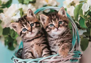 Puzzle Mignons Chatons Jumaux - 51 à 99 pièces de Clementoni – boîte 1 sur 2