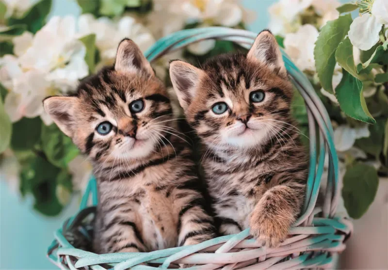 Puzzle Mignons Chatons Jumaux - 51 à 99 pièces de Clementoni – boîte 1 sur 2