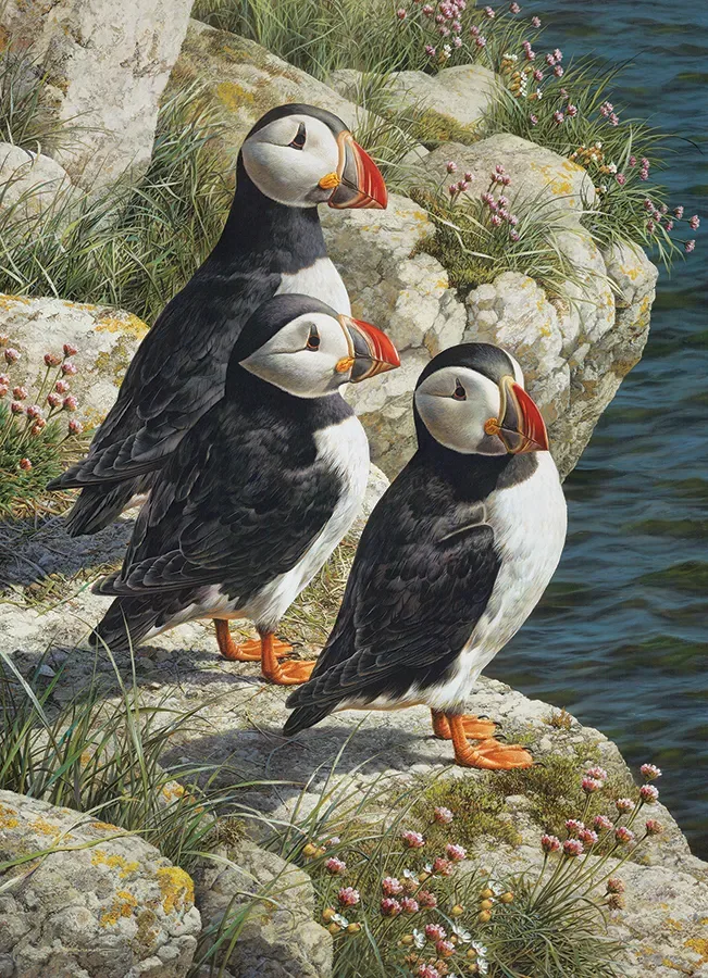 Puzzle Pêcherie - 500 à 999 pièces van Cobble Hill – doos
