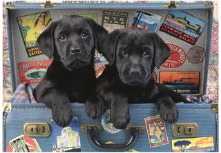 legpuzzel Puppies in een Koffer - 500 stukjes dieren puzzel. from Dino, Multicolour edition – box 1 of 2