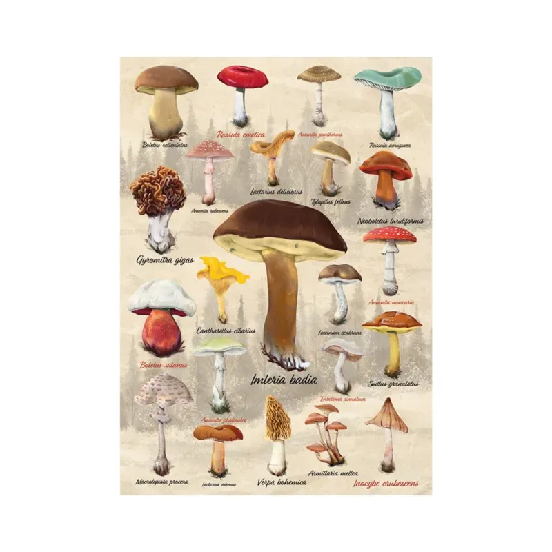 Puzzle Collage Champignons van Dino – doos