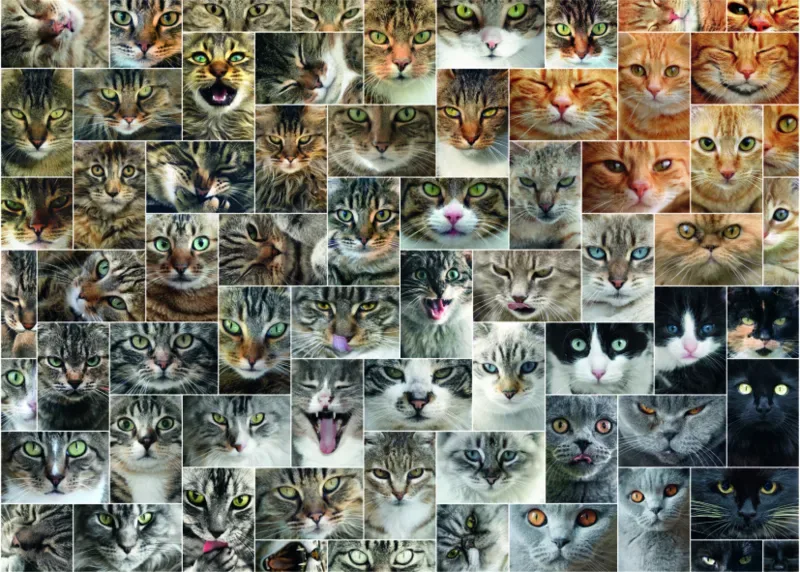 Puzzle Collage - Chats - 1000 pièces from DToys – box 1 of 2