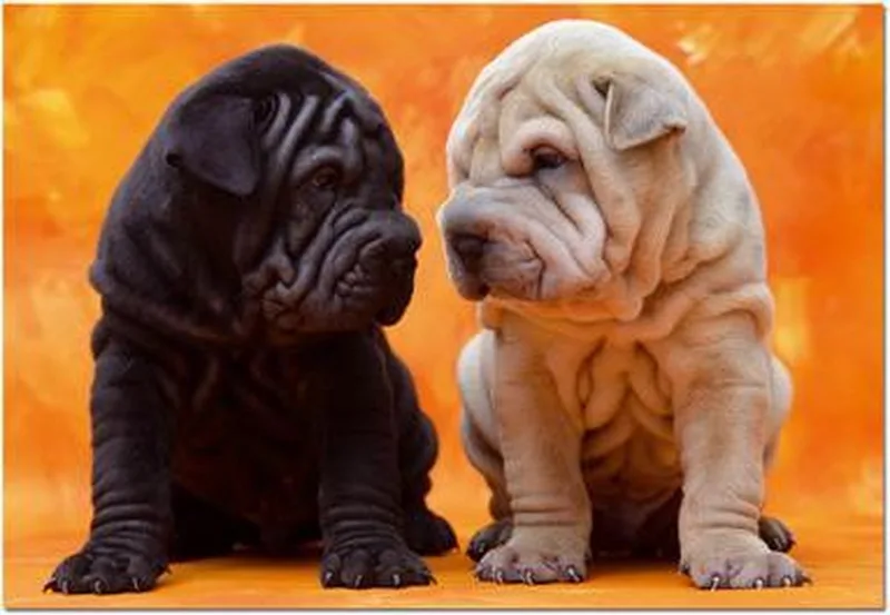 Legpuzzel - 500 stukjes - Puppies - Puzzel Educa from Educa, Multicolour edition – box