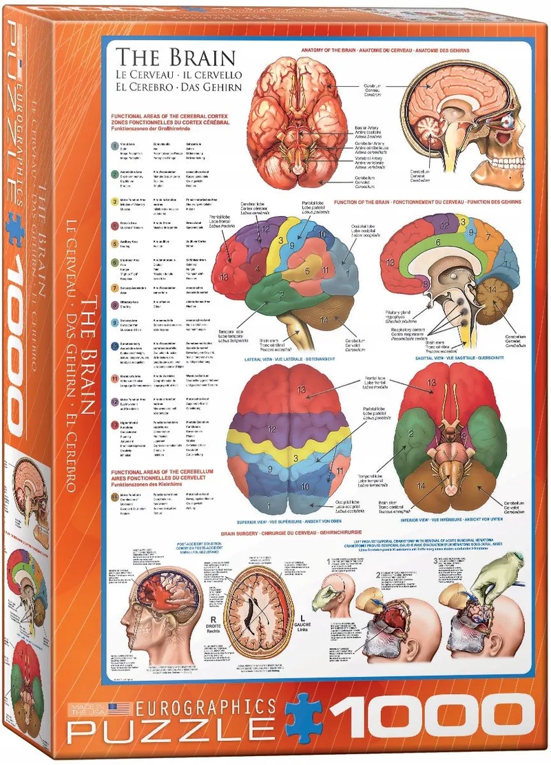 Het Brein [The Brain] - 1000 stukjes 48×68cm (b×h) - Legpuzzel van Eurographics, editie Meerkleurig – doos