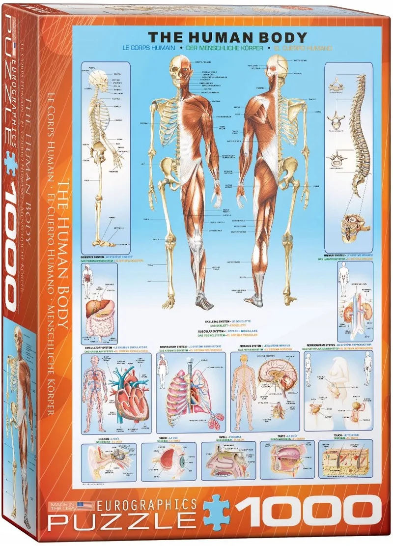 Het Menselijk Lichaam [The Human Body] - 1000 stukjes 48×68cm (b×h) - Legpuzzel de Eurographics, édition Multicolore – boîte 1 sur 2