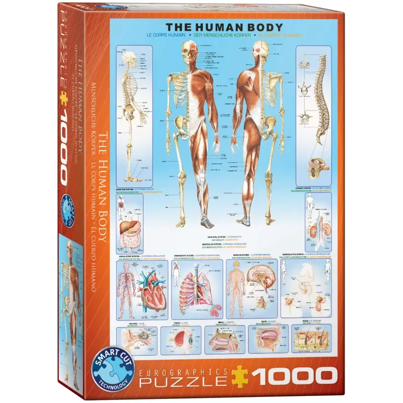 Het Menselijk Lichaam [The Human Body] - 1000 stukjes 48×68cm (b×h) - Legpuzzel de Eurographics, édition Multicolore – boîte 2 sur 2