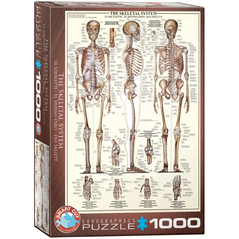 Het Skeletsysteem [Skeletal System] - 1000 stukjes 48×68cm (b×h) - Legpuzzel from Eurographics, Multicolour edition – box 2 of 2