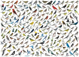 Puzzle Le Monde des Oiseaux - 1000 pièces from Eurographics – box 1 of 2
