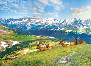 Puzzle Les Élans à la Montagne - 1000 pièces de Eurographics – boîte 1 sur 2