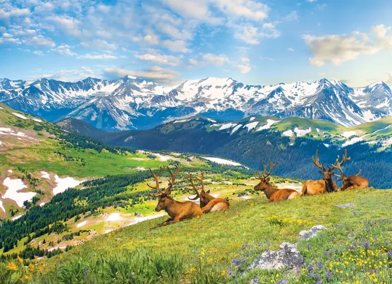 Puzzle Les Élans à la Montagne - 1000 pièces van Eurographics – doos