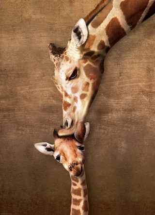 Puzzle Pièces XXL - Giraffe Mother's Kiss - 500 à 999 pièces de Eurographics – boîte 1 sur 2