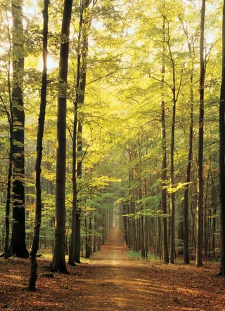 Puzzle Sous-Bois - 1000 pièces van Eurographics – doos 1 van 2