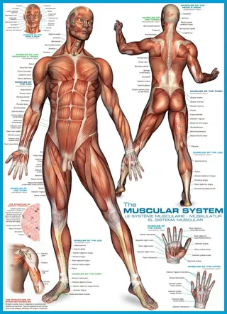Puzzle Système musculaire - 1000 pièces van Eurographics – doos 1 van 2
