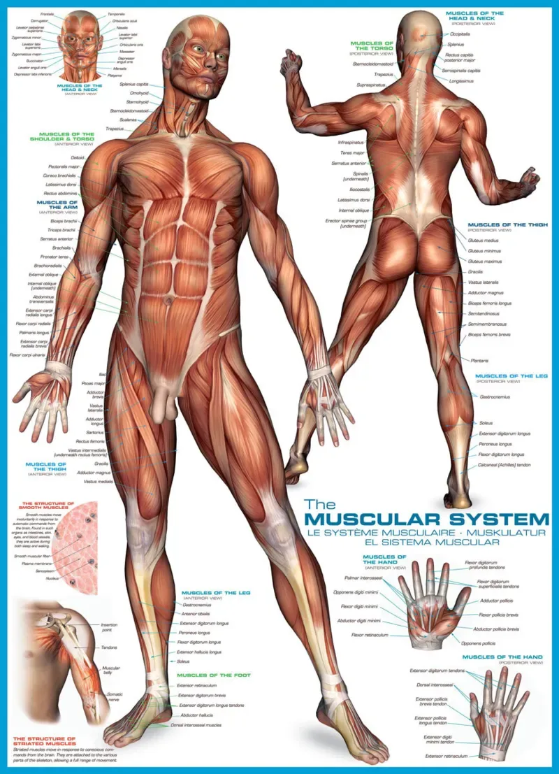 Puzzle Système musculaire - 1000 pièces de Eurographics – boîte