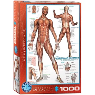Puzzle Système musculaire - 1000 pièces van Eurographics – doos 2 van 2