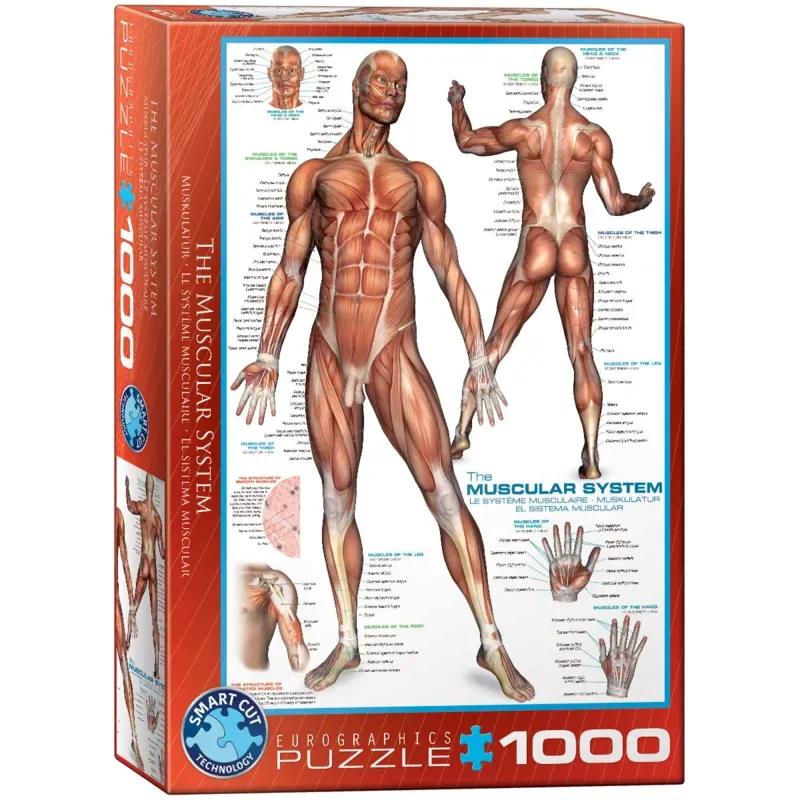 Puzzle Système musculaire - 1000 pièces van Eurographics – doos 2 van 2