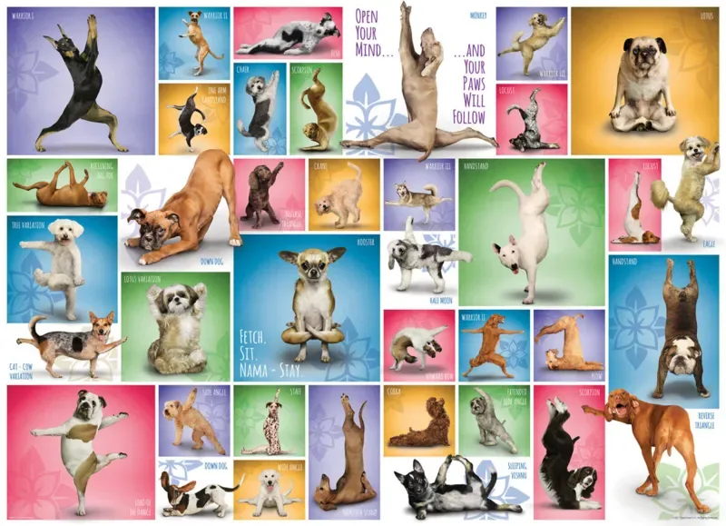Puzzle Yoga Dogs - 1000 pièces de Eurographics – boîte