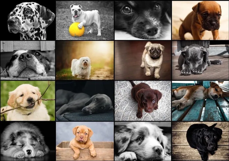 Legpuzzel - 1000 stukjes - Collage - Honden fra Grafika, Flerfarvet-udgave – æske