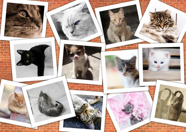 Legpuzzel - 1000 stukjes - Collage Katten