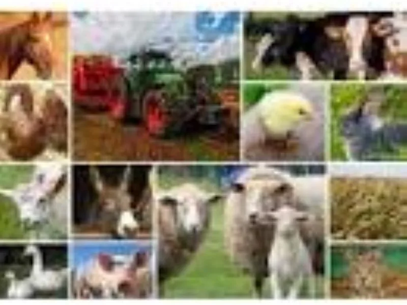 Legpuzzel - 1500 stukjes - Collage van Boerderijdieren de Grafika, édition Multicolore – boîte