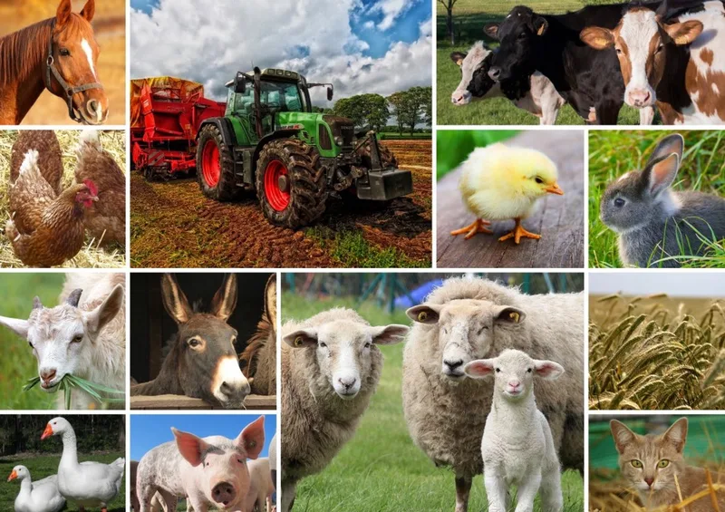 puzzel Collage - boerderijdieren - 1500 stukjes legpuzzel. van Grafika, editie Meerkleurig – doos