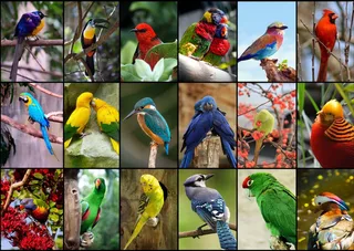 Puzzel Collage - Mooiste vogels ter wereld - 1500 stukjes - 12+ jaar von Grafika, Ausgabe Mehrfarbig – Schachtel 1 von 2