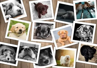 Puzzle Chiens - 1000 pièces from Grafika – box 1 of 2