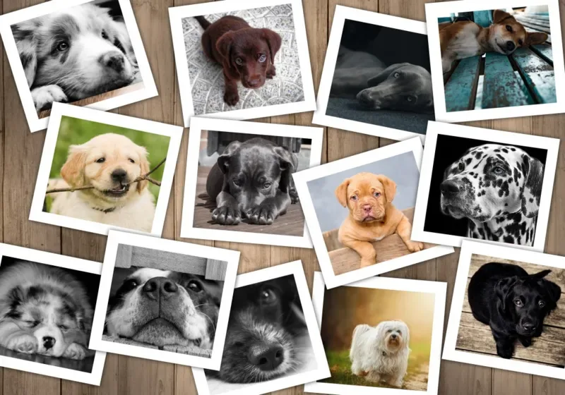 Puzzle Chiens - 1000 pièces van Grafika – doos