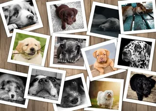 Puzzle Chiens - 2000 pièces van Grafika – doos 1 van 2
