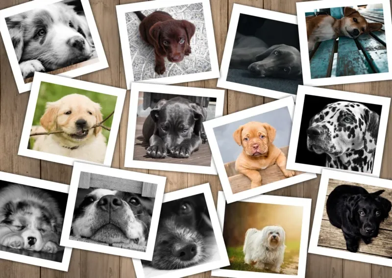 Puzzle Chiens - 2000 pièces van Grafika – doos 1 van 2