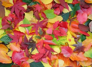 Puzzle Feuilles d'Automne - 2000 pièces de Grafika – boîte 1 sur 2