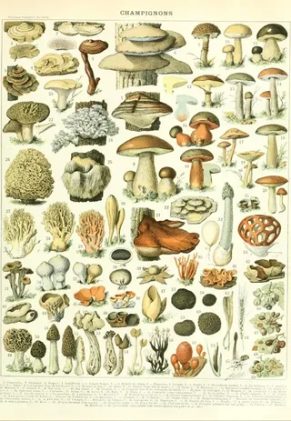 Puzzle Illustration du Larousse : Champignons, XIXè Siècle - 1000 pièces van Grafika – doos 1 van 2