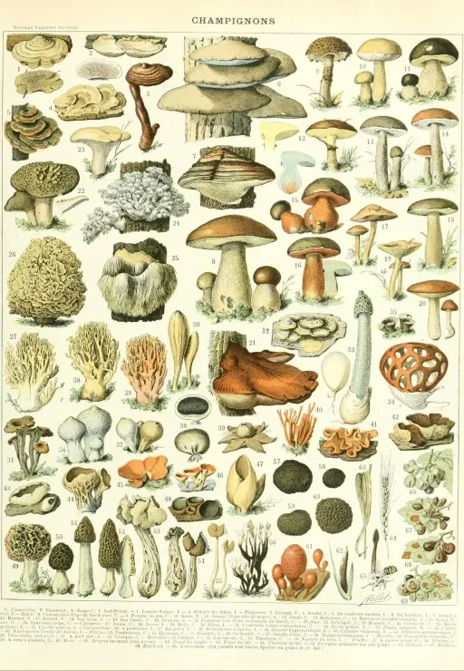 Puzzle Illustration du Larousse : Champignons, XIXè Siècle - 1000 pièces de Grafika – boîte