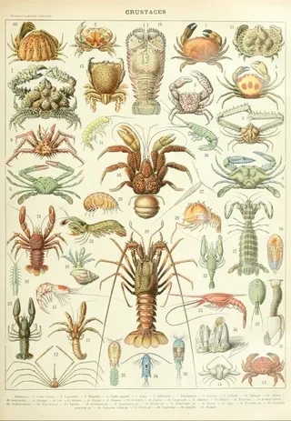 Puzzle Illustration du Larousse : Les Crustacés - 1000 pièces de Grafika – boîte 1 sur 2