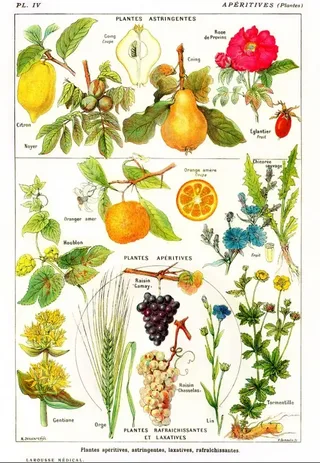 Puzzle Illustration du Larousse Medical Illustré : Plantes Astringentes et Apéritives, 1912 - 1000 pièces van Grafika – doos 1 van 2