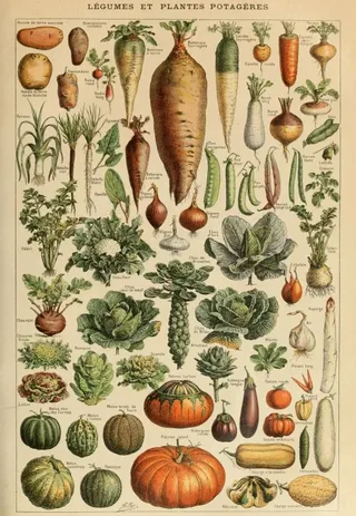 Puzzle Illustration du Larousse pour Tous : Légumes et Plantes Potagères, XIXè Siècle - 1000 pièces van Grafika – doos 1 van 2
