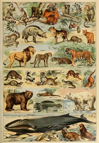 Puzzle Illustration du Larousse pour Tous : Mammifères, XIXè Siècle - 1000 pièces de Grafika – boîte 1 sur 2