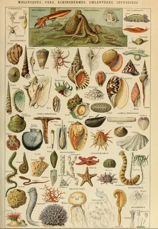 Puzzle Illustration du Larousse pour Tous : Mollusques, XIXè Siècle - 1000 pièces de Grafika – boîte 1 sur 2