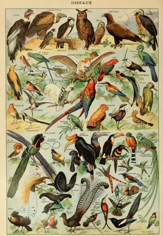 Puzzle Illustration du Larousse pour Tous : Oiseaux, XIXè Siècle - 1000 pièces van Grafika – doos 1 van 2