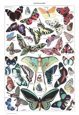 Puzzle Illustration du Larousse pour Tous : Papillons, 1907-1910 - 1000 pièces from Grafika – box 1 of 2